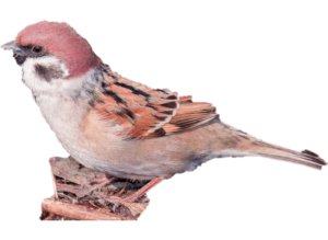 雀 スズメ はれっきとした狩猟鳥 老いぼれハンターの気ままなブログ